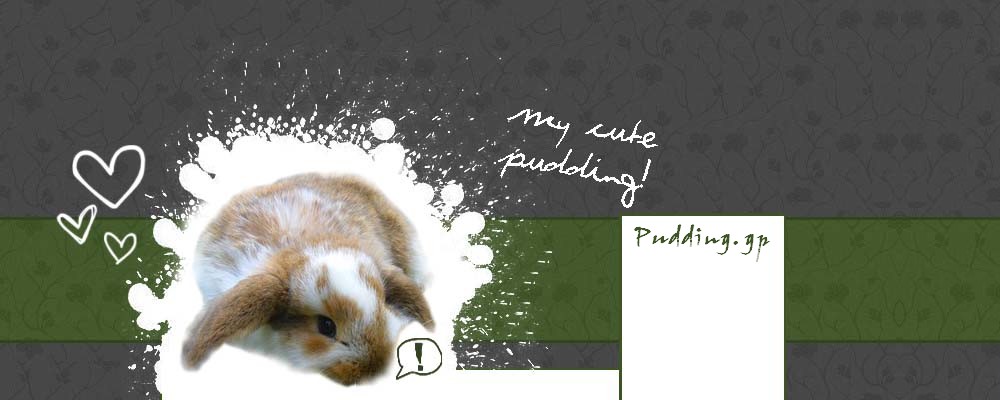 ›› Pudding | This is my rabbit!